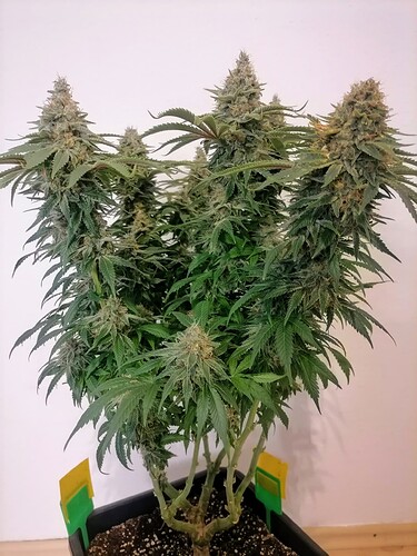 Growreport Bild 49