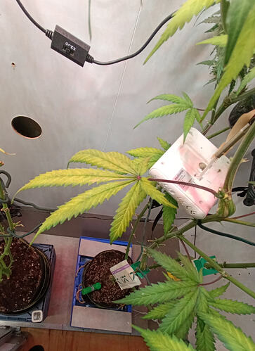 Growreport Bild 1
