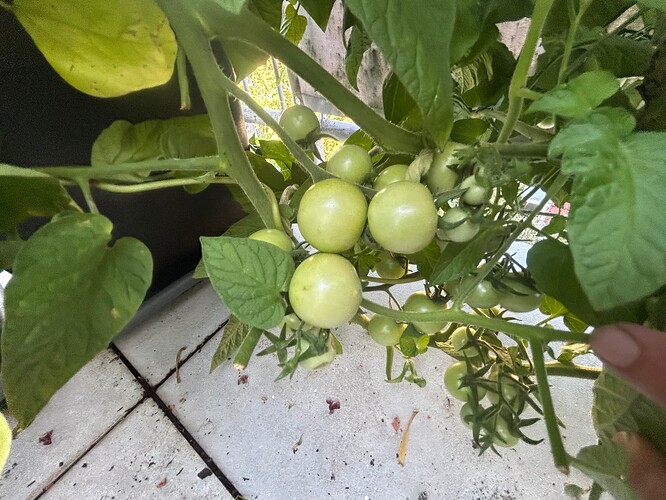 Growreport Bild 38