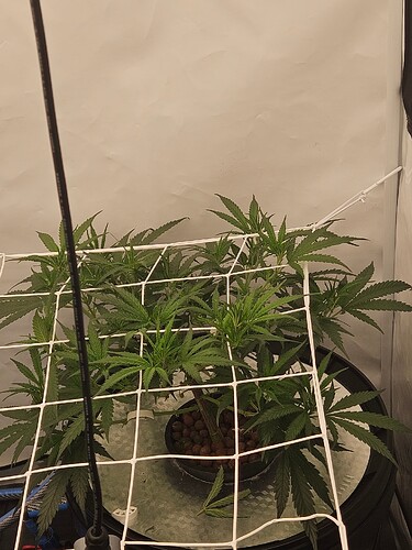 Growreport Bild 4