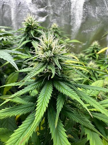 Growreport Bild 24
