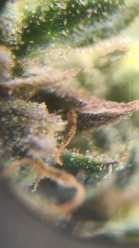 Growreport Bild 9