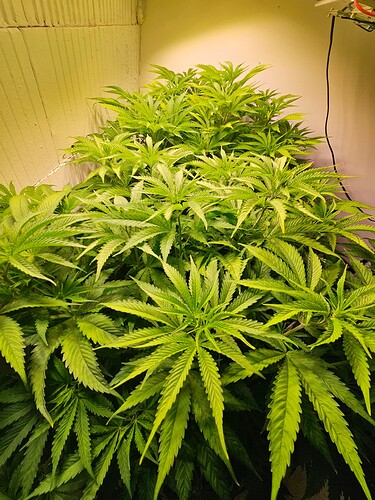 Growreport Bild 2