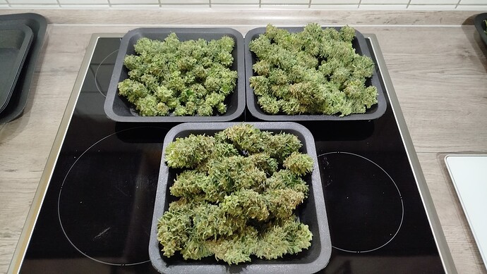 Drei schwarze Schalen gefüllt mit frisch geernteten, getrimmten Cannabis-Buds auf einem Herd.