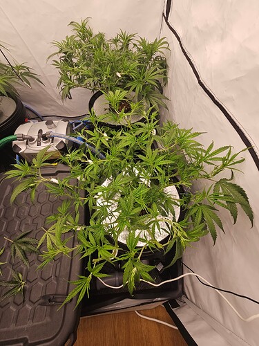 Growreport Bild 3