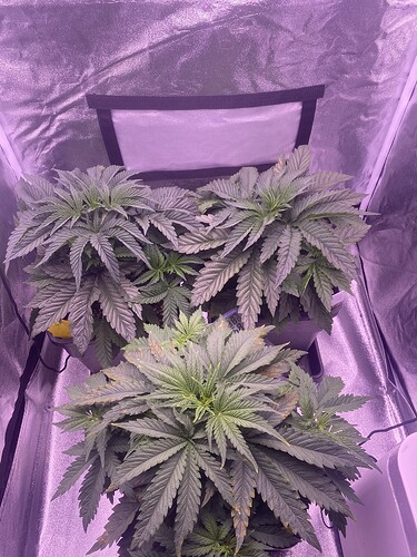 Growreport Bild 4