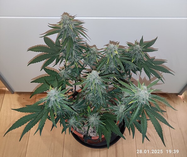 Growreport Bild 11