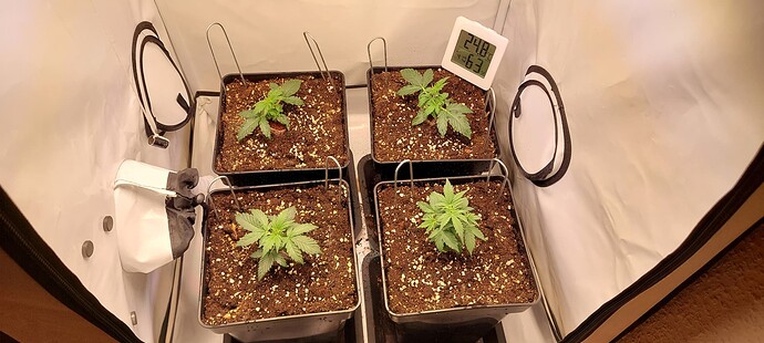 Growreport Bild 4