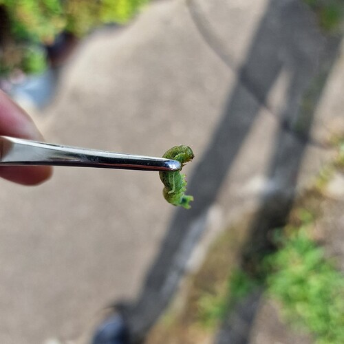 Growreport Bild 2