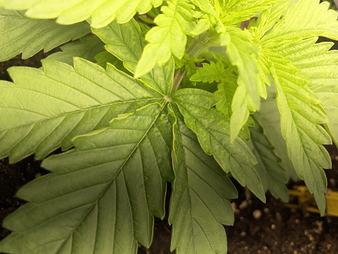 Growreport Bild 5
