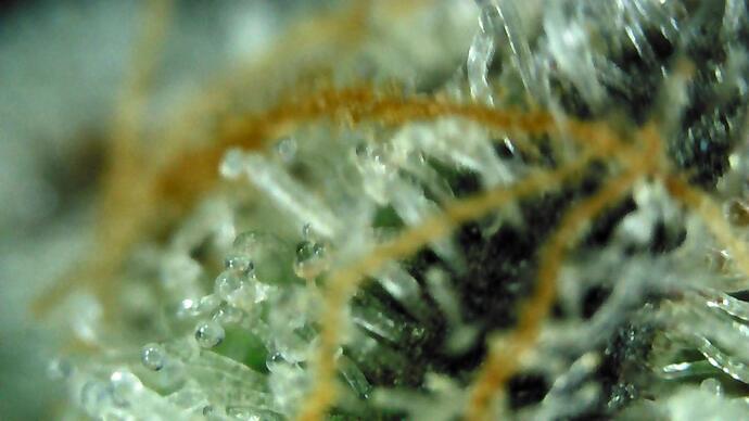 Trichome groß 4