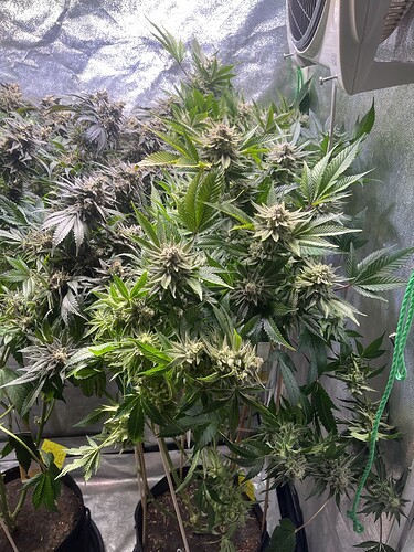 Growreport Bild 3