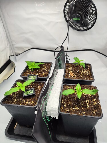 Growreport Bild 8