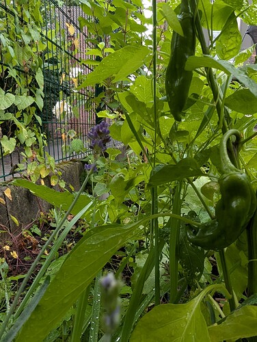Growreport Bild 15