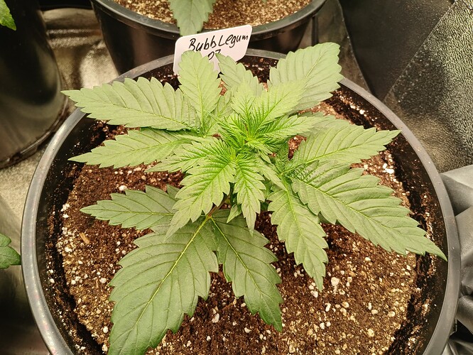 Growreport Bild 6