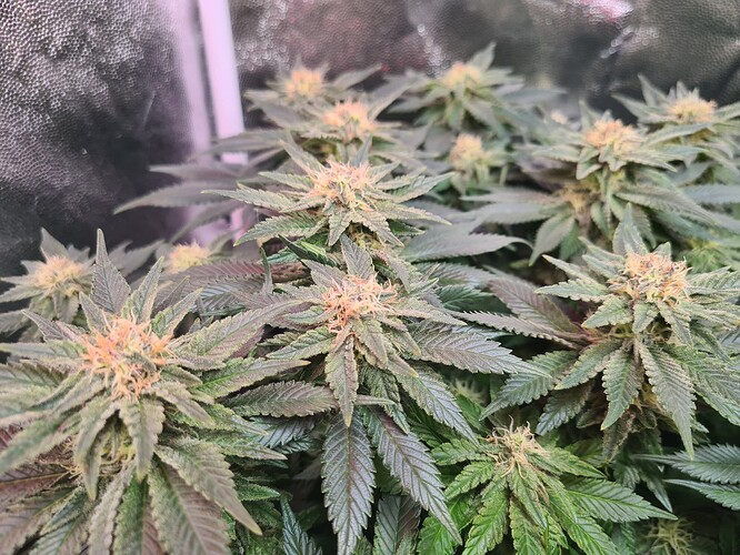 Growreport Bild 2