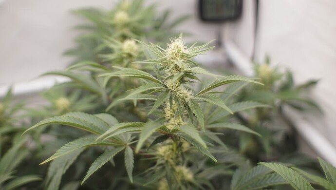 Growreport Bild 4