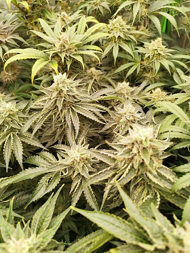 Growreport Bild 7