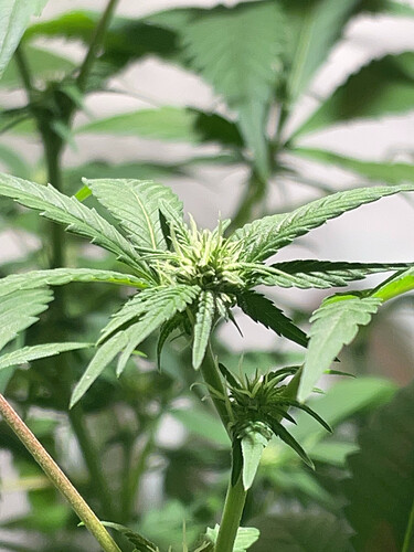 Growreport Bild 1