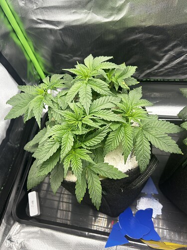 Growreport Bild 25