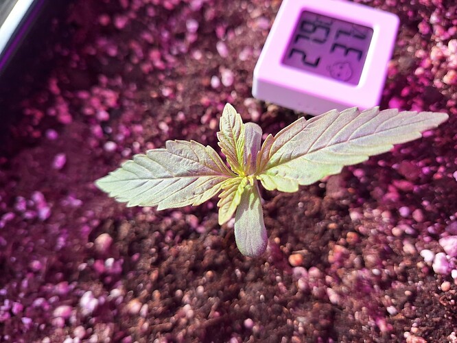 Growreport Bild 4