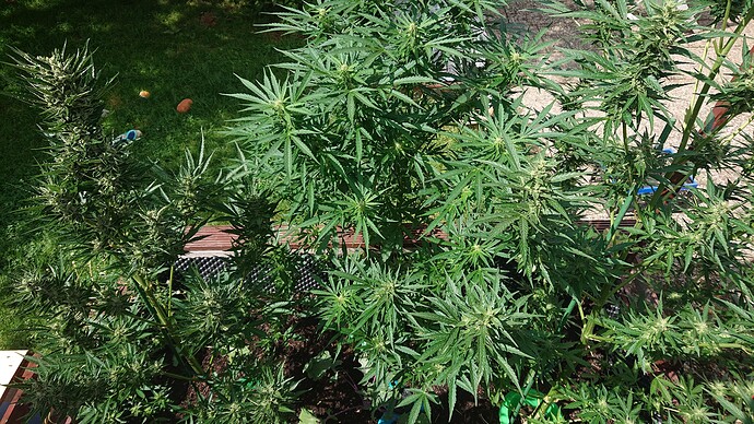 Growreport Bild 9