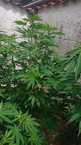 Growreport Bild 35