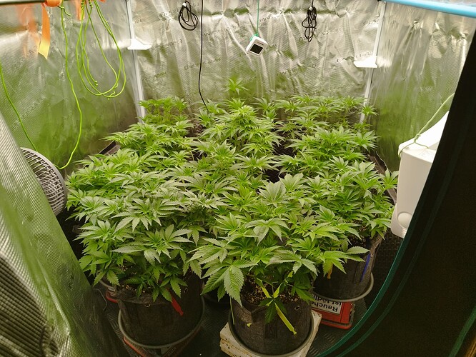 Growreport Bild 15