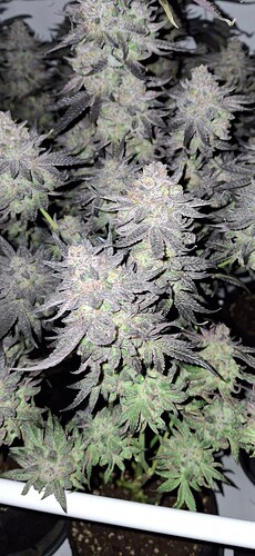 Growreport Bild 15