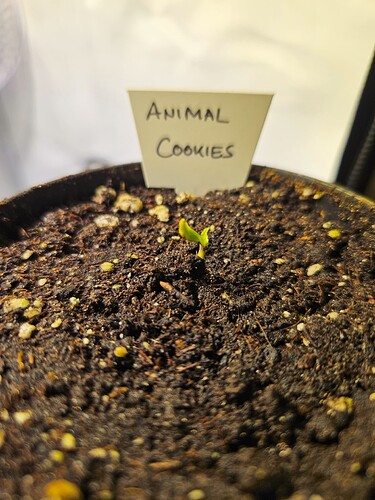 Animal Cookies No. 3