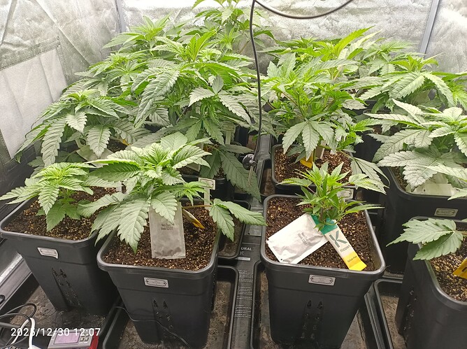 Growreport Bild 6
