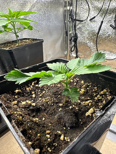 Growreport Bild 38