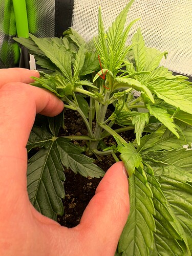Growreport Bild 4