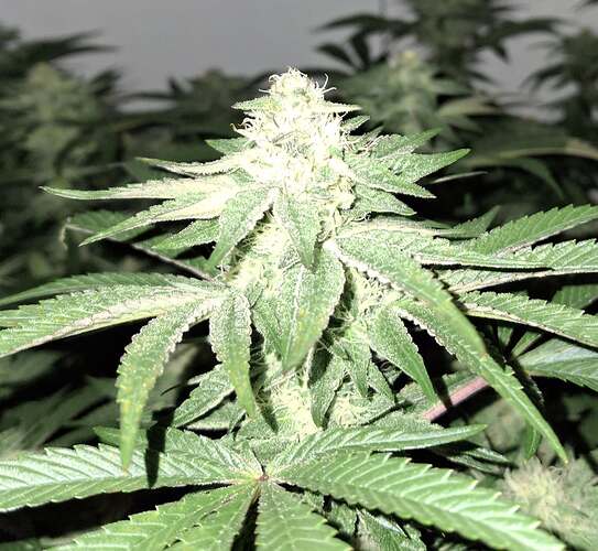 476345085_122166565466293599_3537530240556362873_n