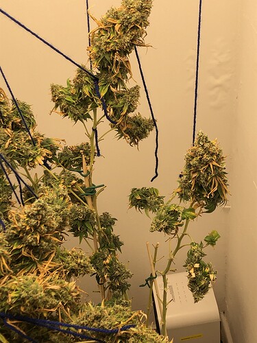 Growreport Bild 4