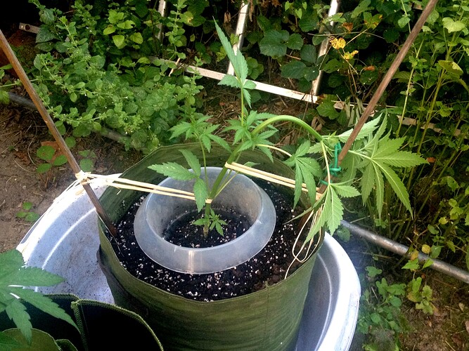Growreport Bild 4