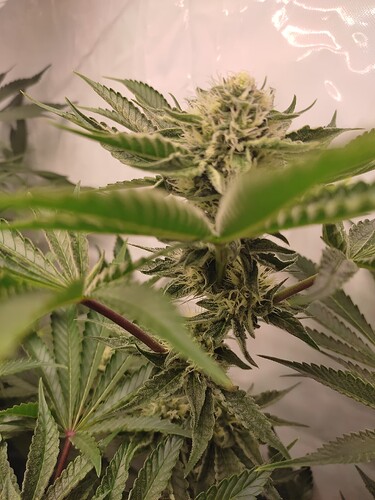 Growreport Bild 5