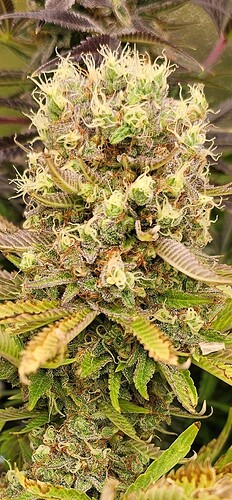 Growreport Bild 15