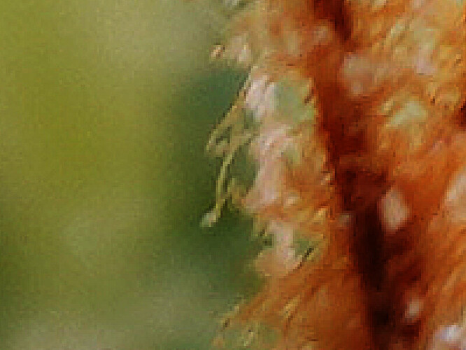 pollen
