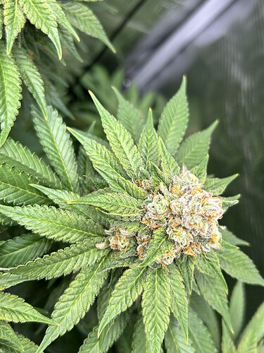 Nahaufnahme eines blühenden Cannabis-Buds mit hellgrünen Blättern und orangefarbenen Stigmen.