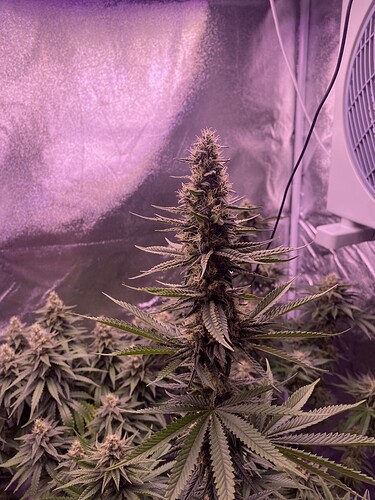 Growreport Bild 1