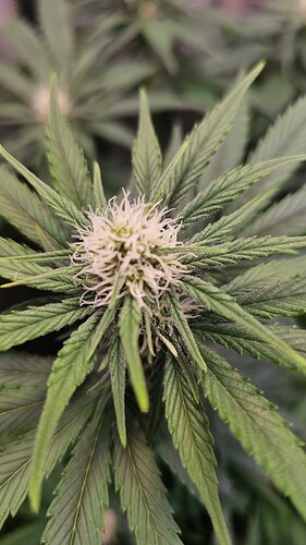Growreport Bild 4