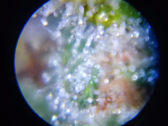 Growreport Bild 40