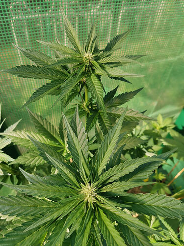 Lucky Hemp LT37 (1)