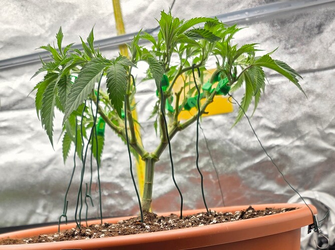 Growreport Bild 5
