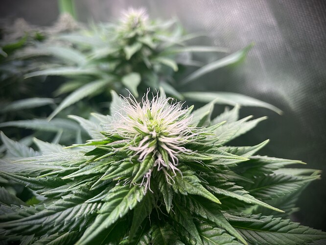 Growreport Bild 8