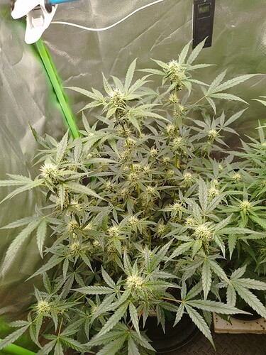 Eine blühende Cannabispflanze in einem Growzelt, mit sichtbaren Blütenansätzen und breiten Blättern.