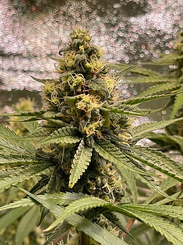 Growreport Bild 71
