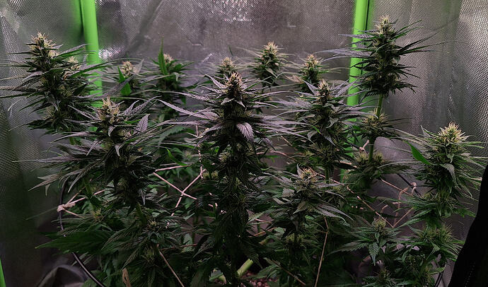 Growreport Bild 10