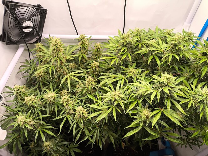 Growreport Bild 2
